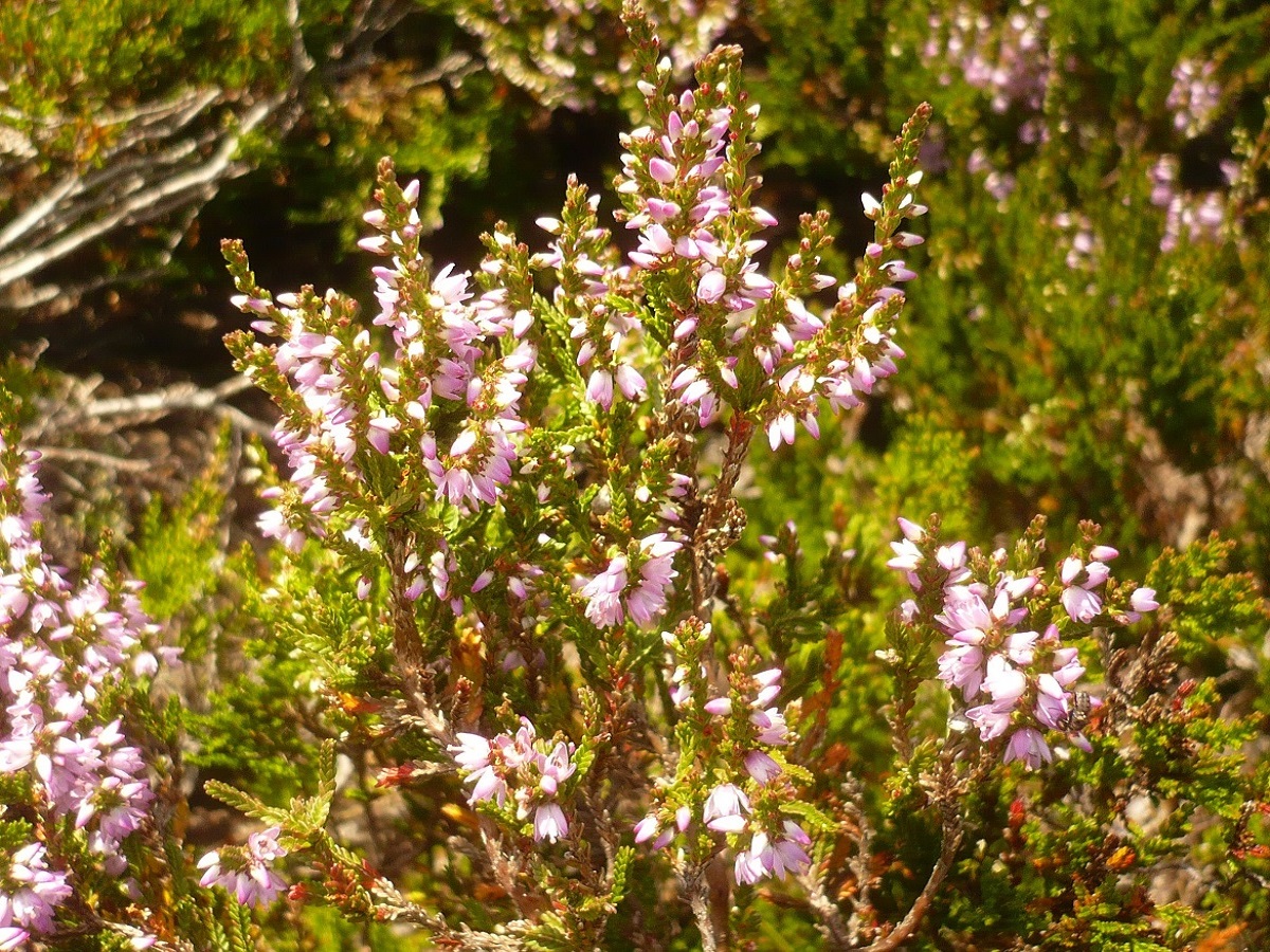 Calluna vulgaris (Ericaceae)